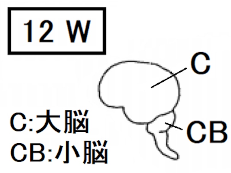 胎児,大脳皮質,小脳,