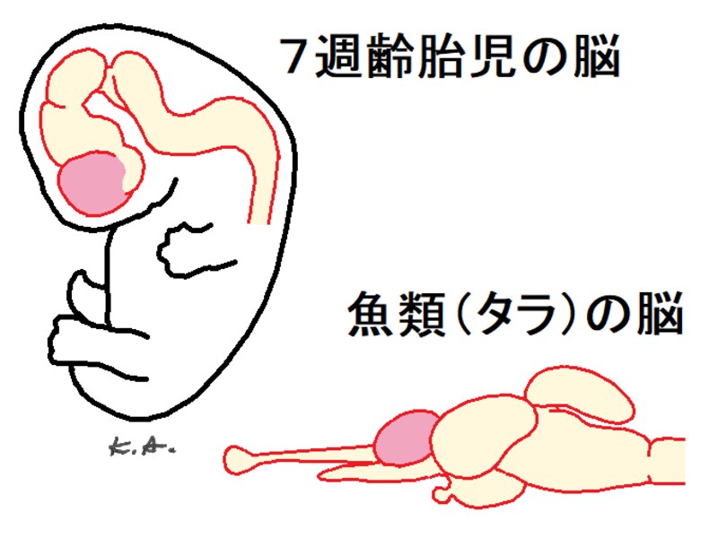 胎児,７週齢,脳,魚類