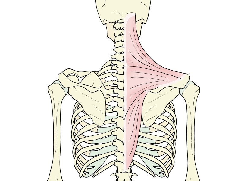 肩甲骨・僧帽筋図