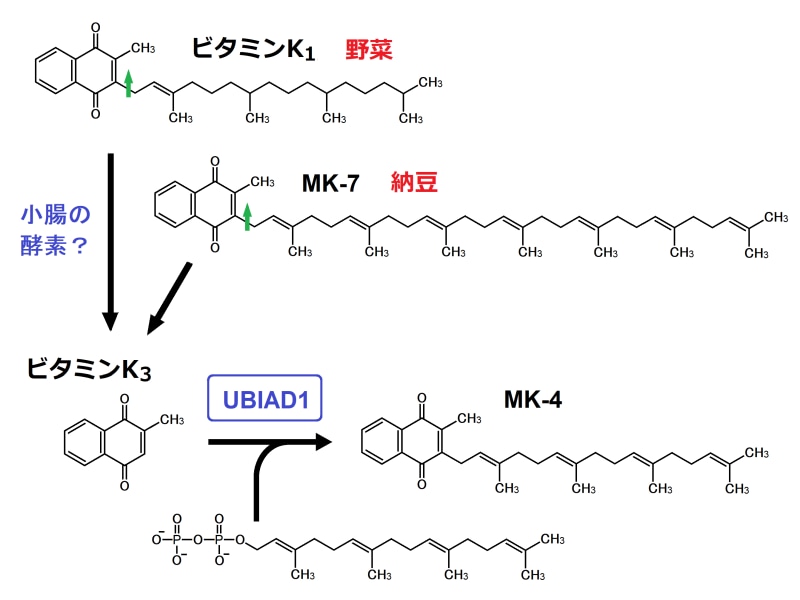 ビタミンK,UBIAD1