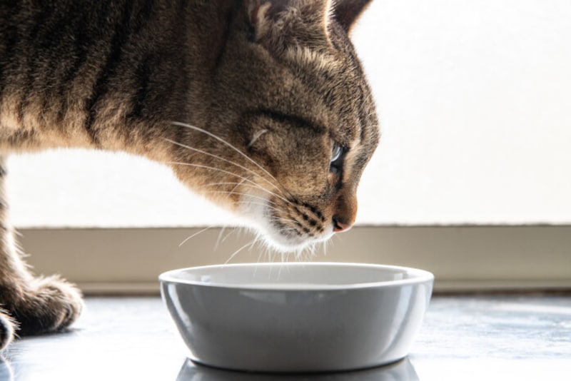 猫の困った癖と対処方法を紹介！