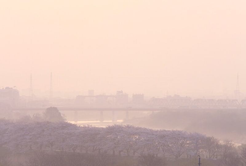 ピンクに染めあがった春暁の三川合流地点やや上流。宇治川と木津川を隔てる背割り堤の桜並木の美しい景色。
