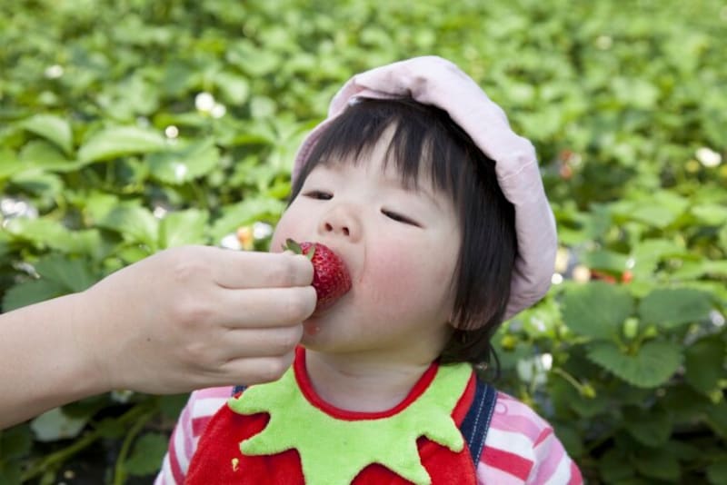 イチゴを食べる子ども