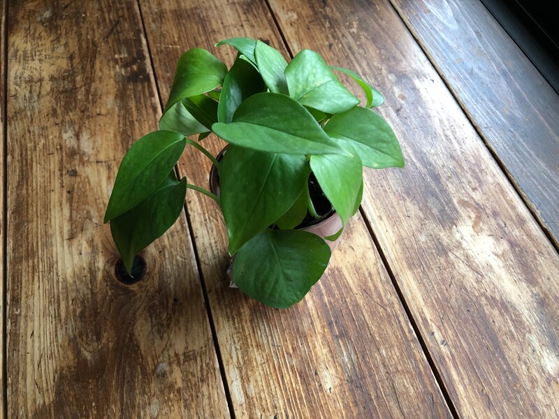「ダイソーのポトス」