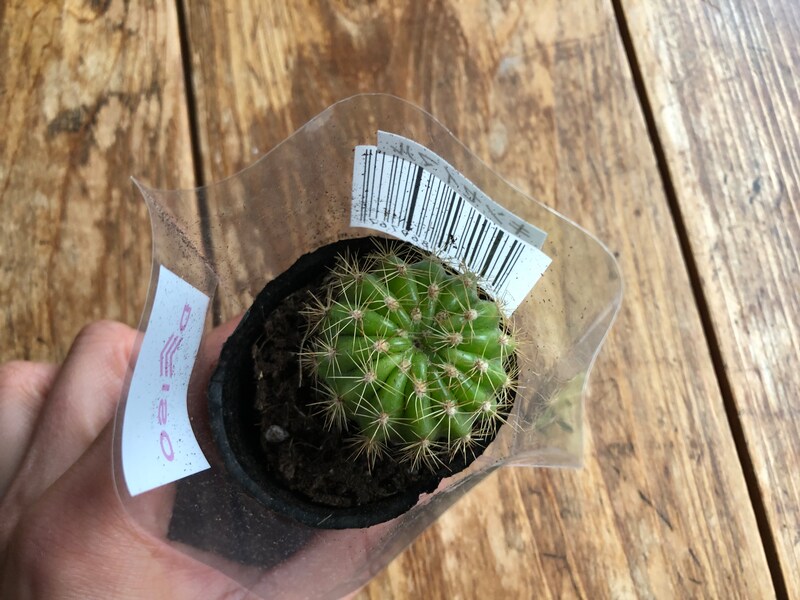 「ダイソーのキンセイマル」