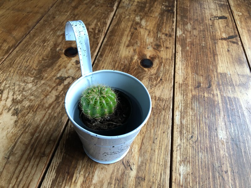 「ダイソーのキンセイマル」は丸くてコロンとしている