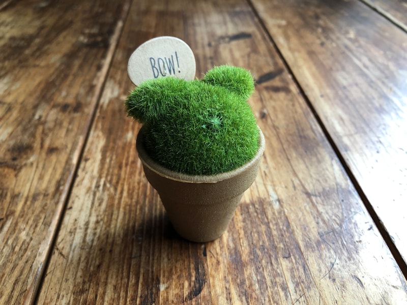 「キャンドゥのモスアニマルポット」