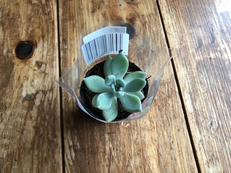 「ダイソーのフユビジン」