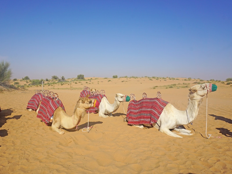 ドバイのキャメルライド