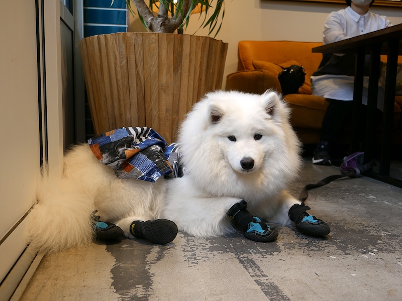 サモエドの風(ふう)ちゃん