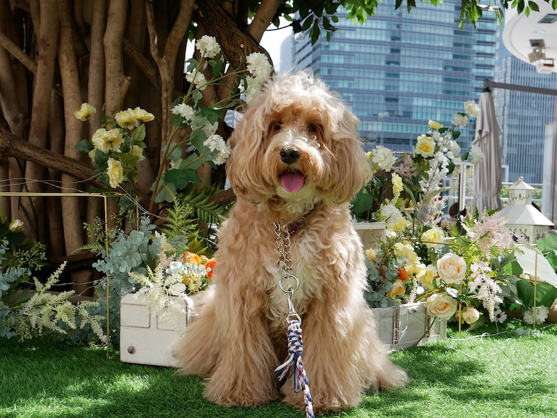 テラス席やフォトスポット(4月30日まで)ではワンコと一緒に楽しむ方が多く見られました