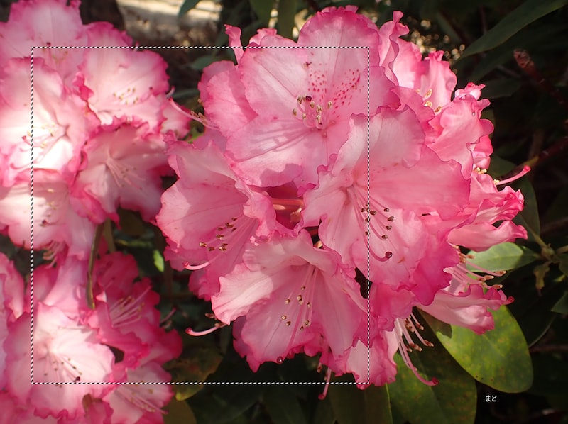 スクエアフォーマット構図