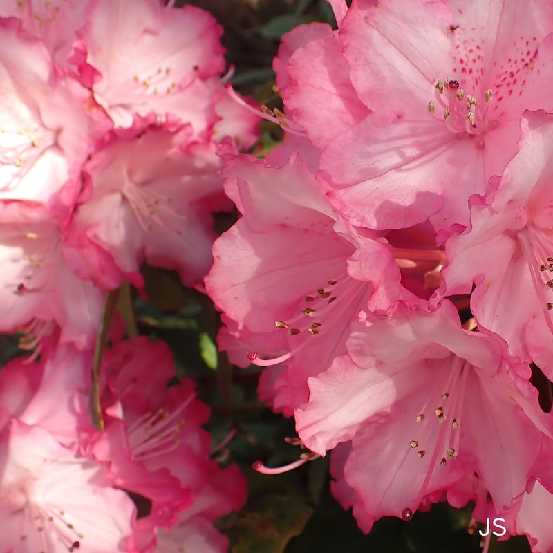 スクエアフォーマット構図