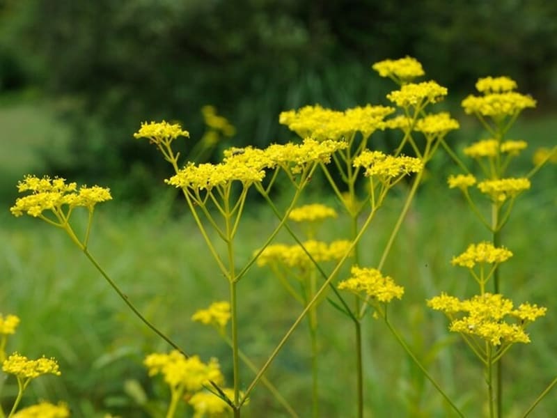 秋の七草のひとつ女郎花(おみなえし)