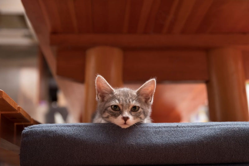 猫を飼うのに適した人って？
