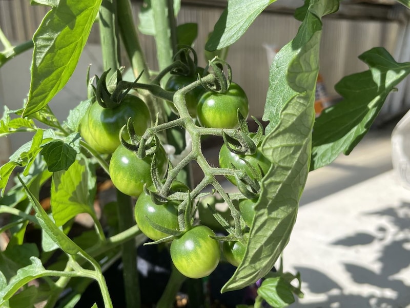 筆者が育てているトマトの写真。収穫したトマトは近所の人に配りました