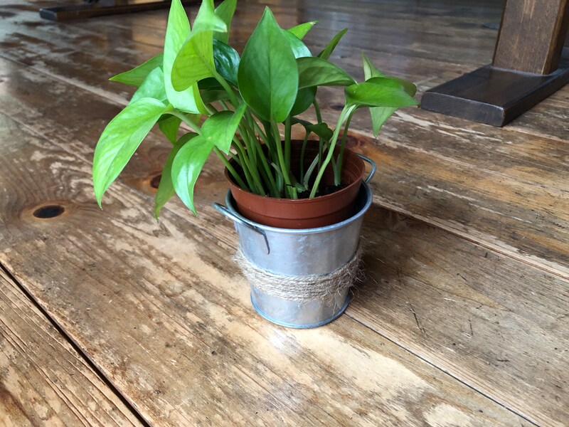 ダイソーの「麻ひも」を観葉植物に使ってみる