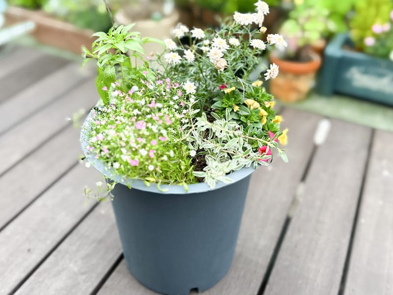 ダイソー植木鉢