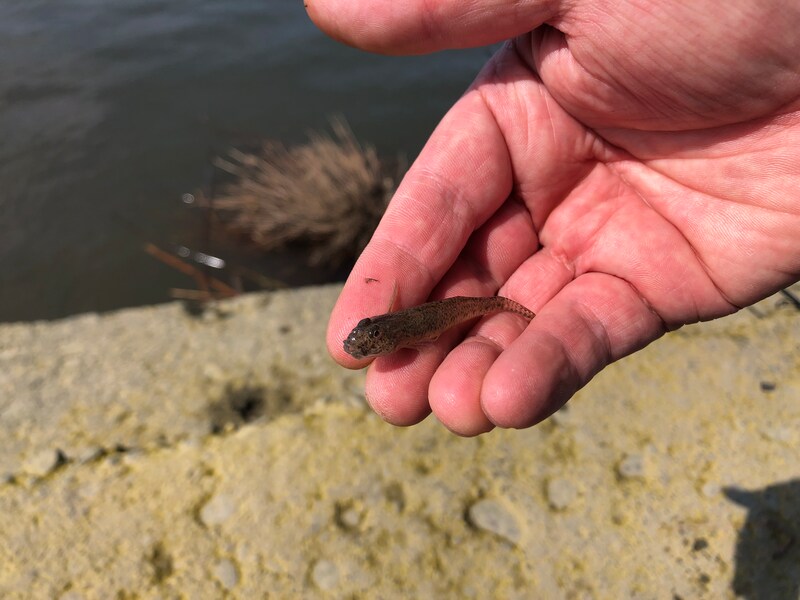 小さいハゼが釣れた