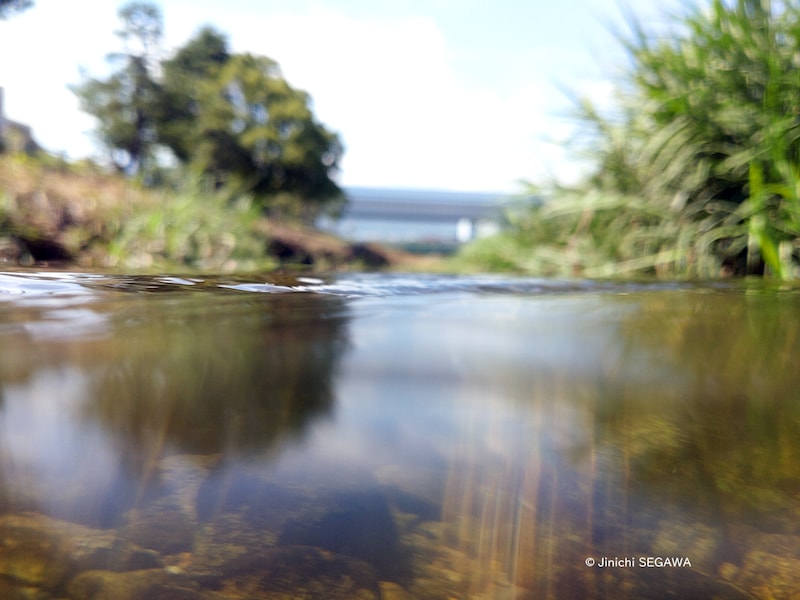 防水ケースで水中撮影