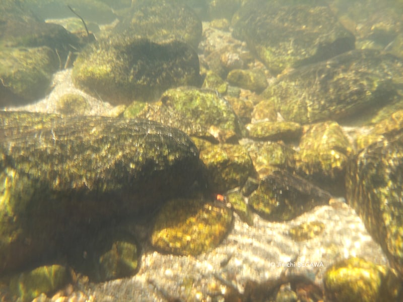 防水ケースで水中撮影