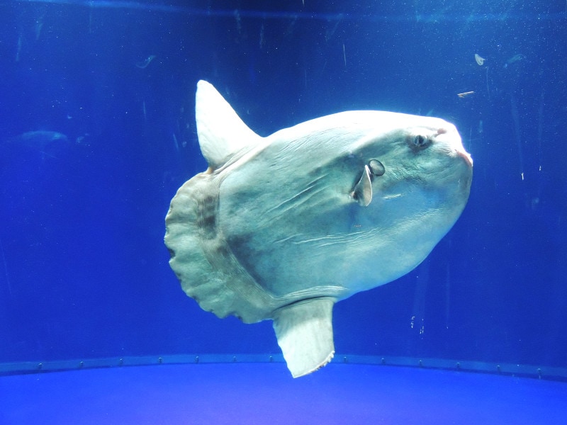 サンシャイン水族館