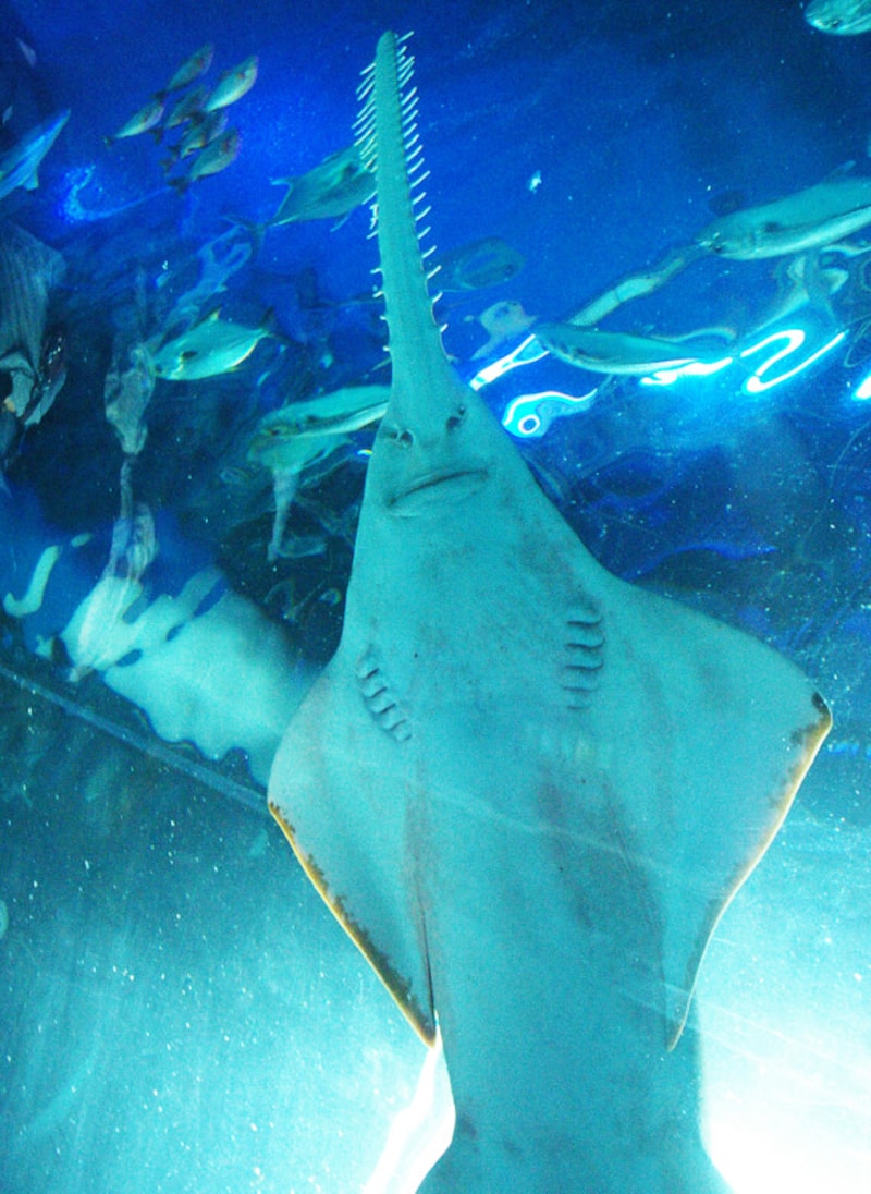 マクセル アクアパーク品川