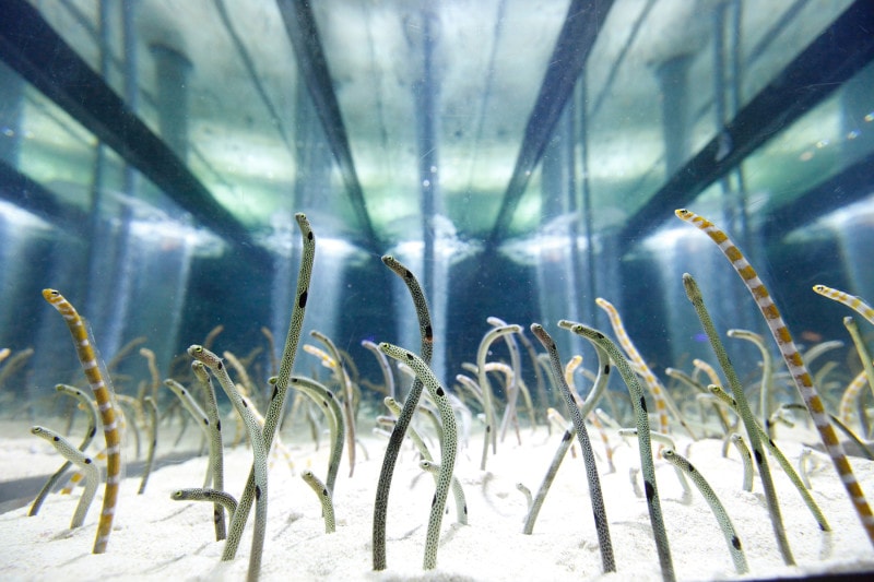 すみだ水族館