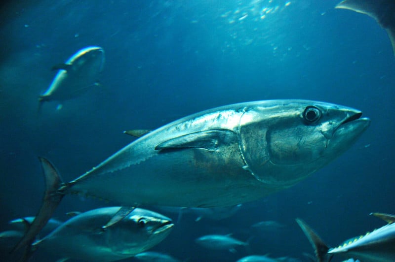 葛西臨海水族園