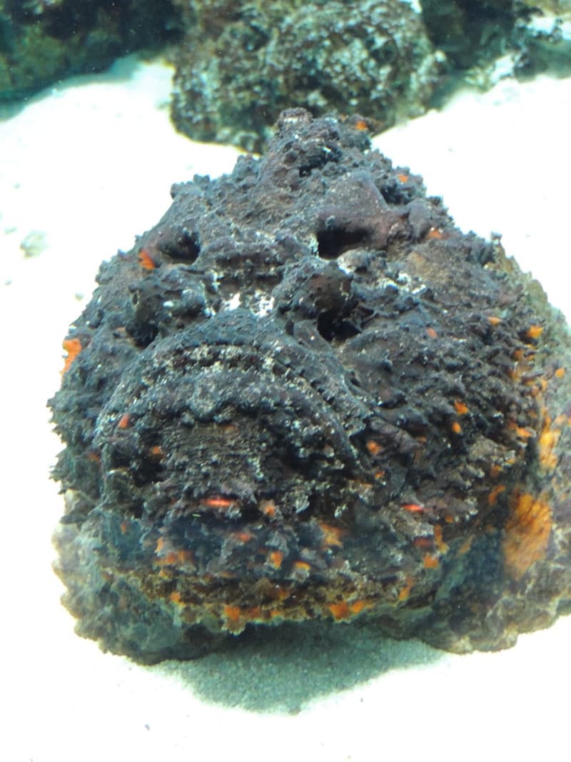 葛西臨海水族園