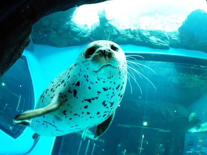 しながわ水族館