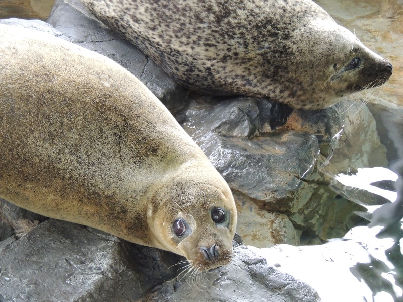 しながわ水族館