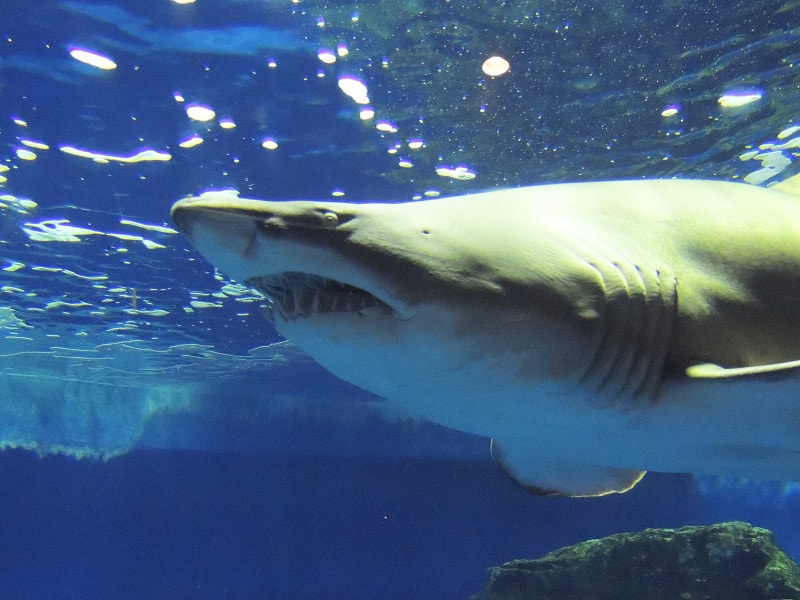 しながわ水族館