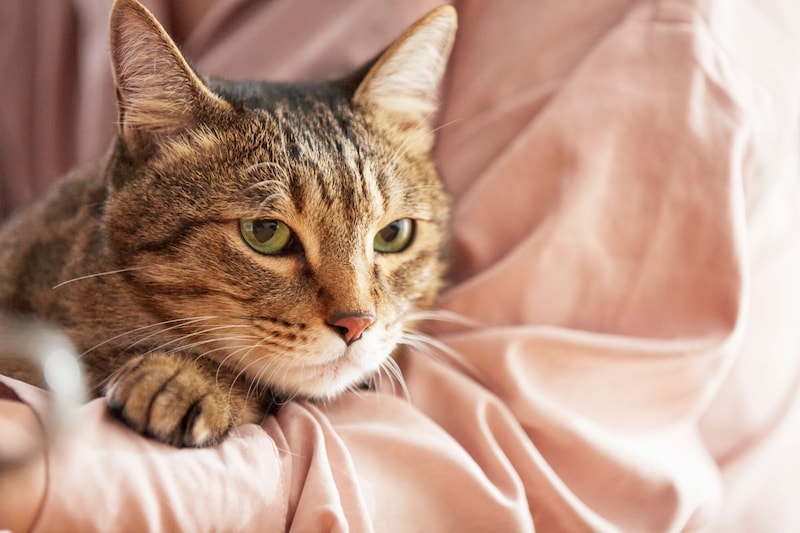 ペットホテルやペットシッターに猫を預けるときにかかるお金って？