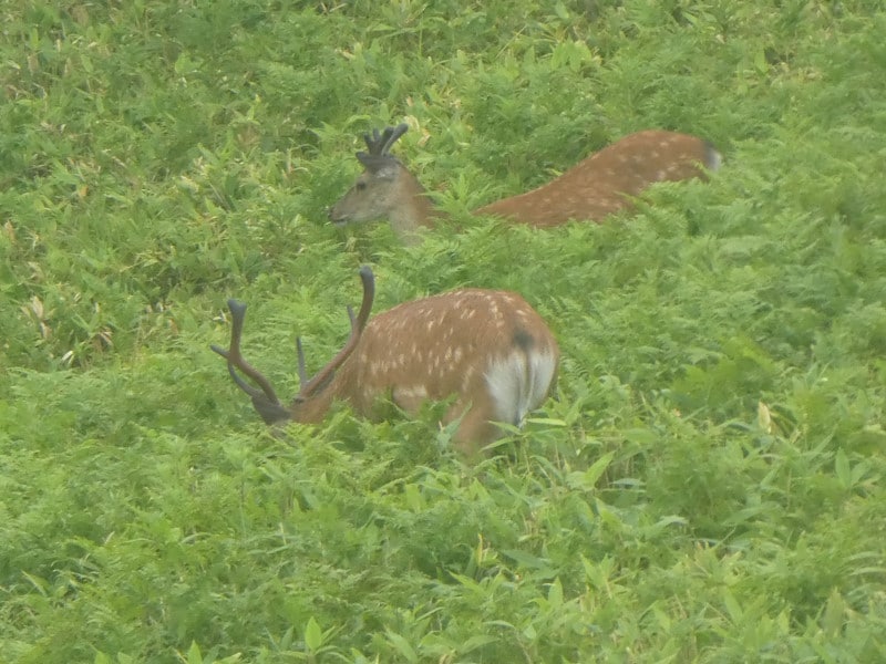 知床五湖で見かけたエゾシカ