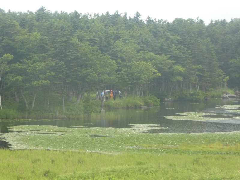 知床五湖(7)/地上遊歩道を歩くツアーの人たち