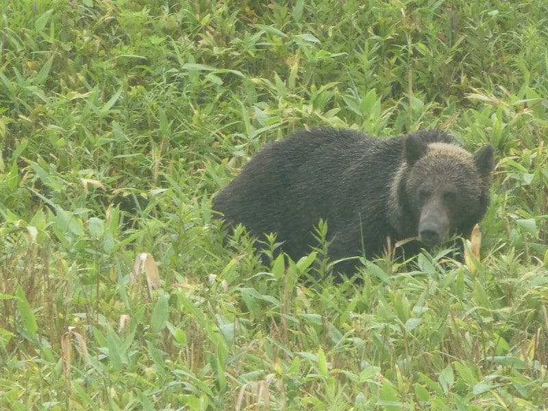 知床五湖で見かけたヒグマ