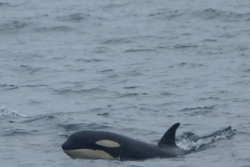 観光船でシャチに出会う(1)