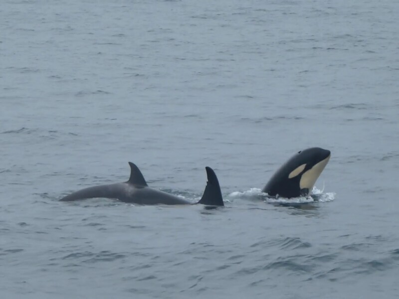 観光船でシャチに出会う(2)