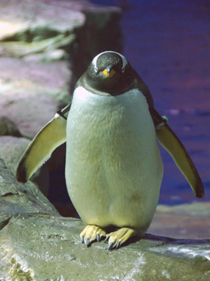 しまね海洋館アクアス