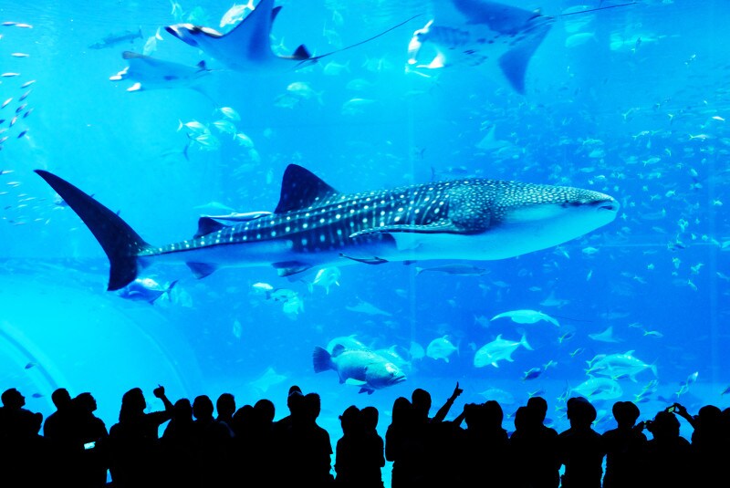 沖縄美ら海水族館