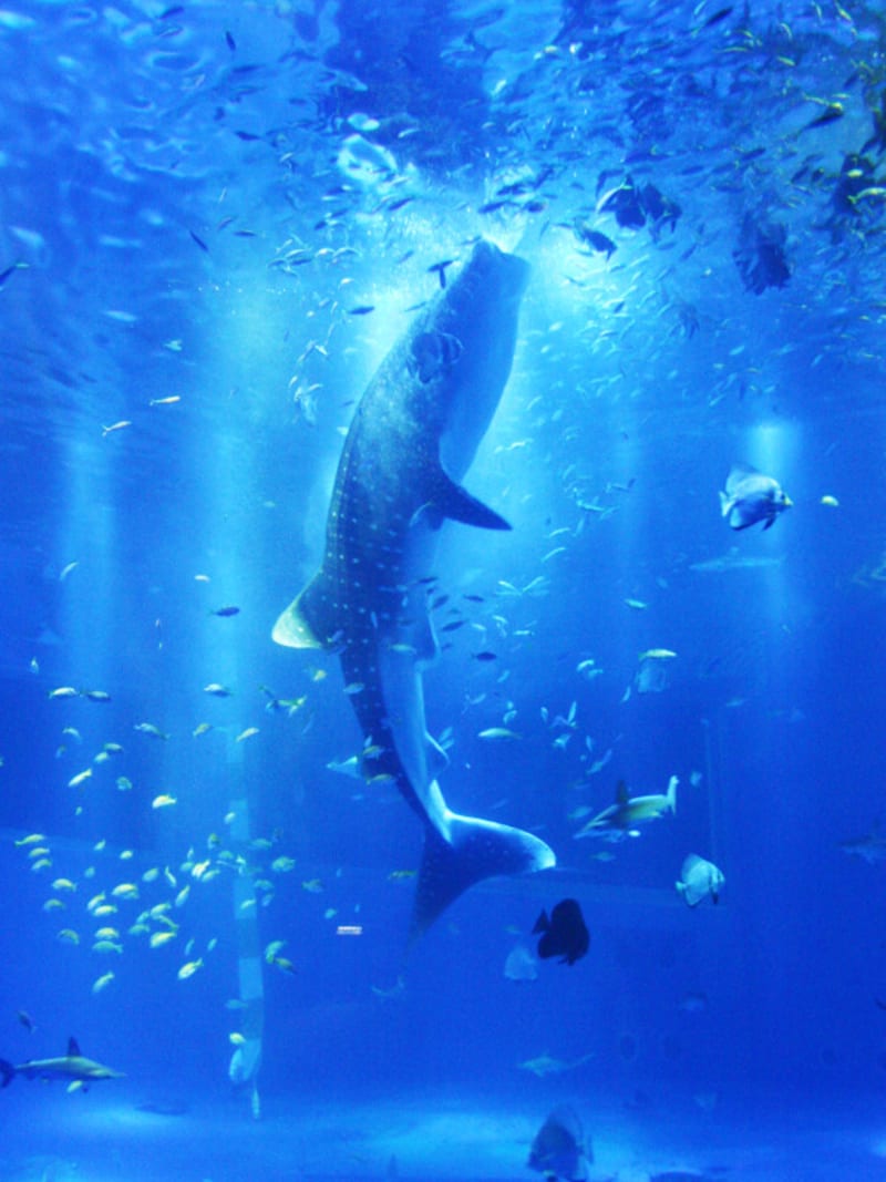 のとじま水族館