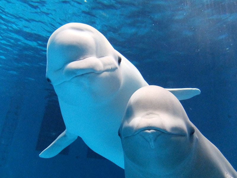 島根県立しまね海洋館 アクアス