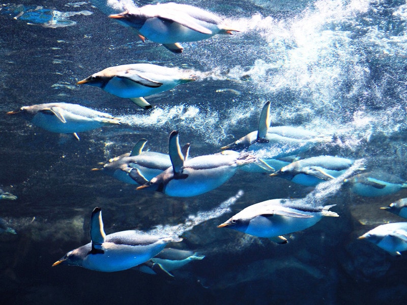下関市立しものせき水族館 海響館