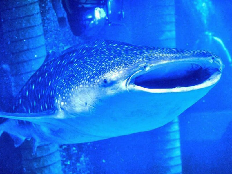 横浜・八景島シーパラダイス