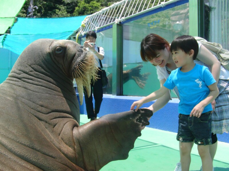 伊勢夫婦岩ふれあい水族館シーパラダイス