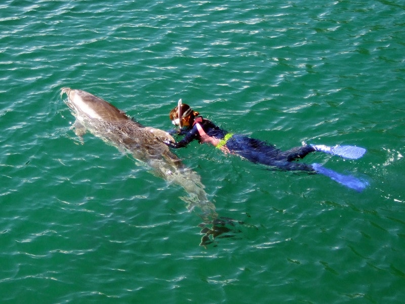 下田海中水族館