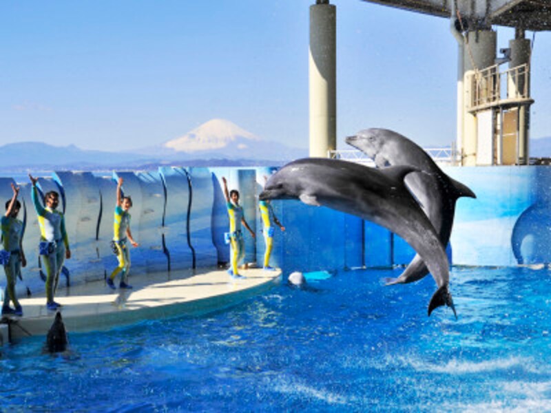 日本の水族館ベスト アイドル水槽型と演出体験型 水族館 All About