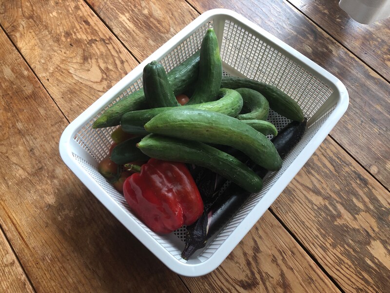 セリアの「深型角かご」は畑で収穫した野菜を一時的に入れておくかごとにしてもOK