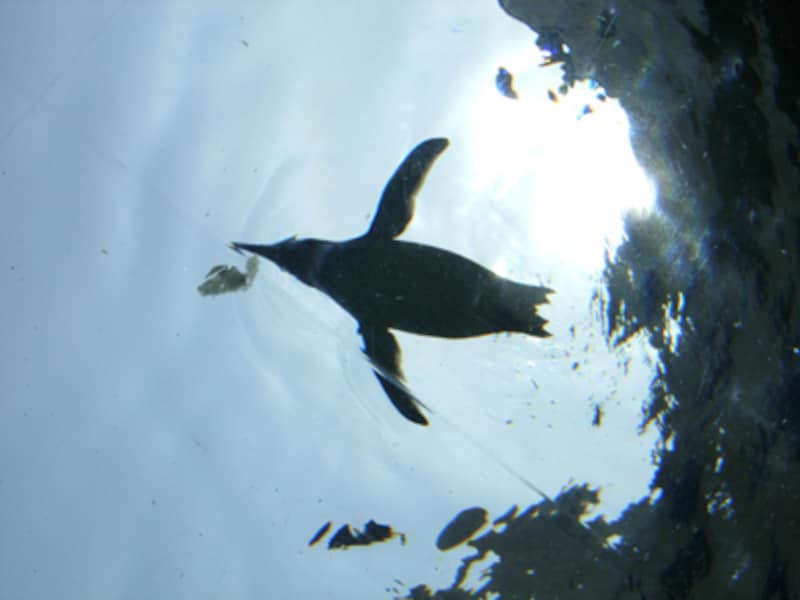 ぺんぎん館の空飛ぶペンギン
